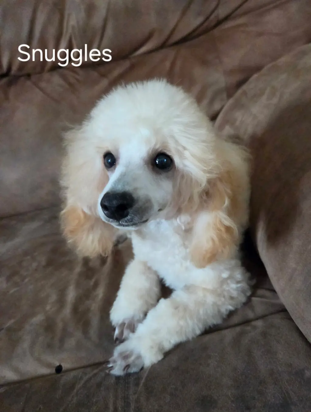 Snuggles