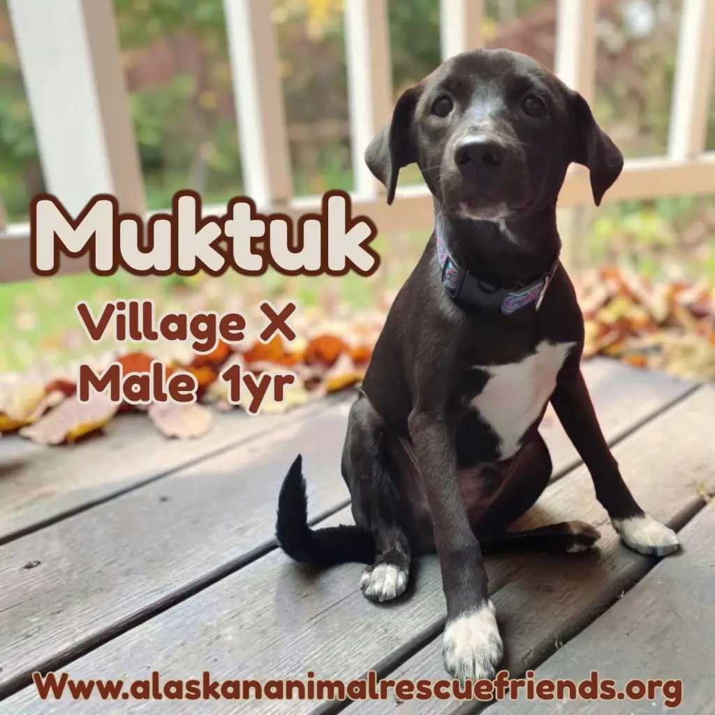 Muktuk