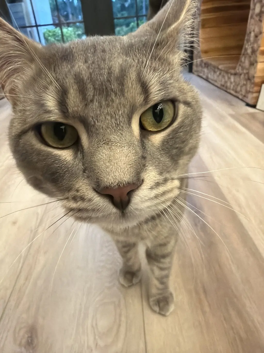 Loki