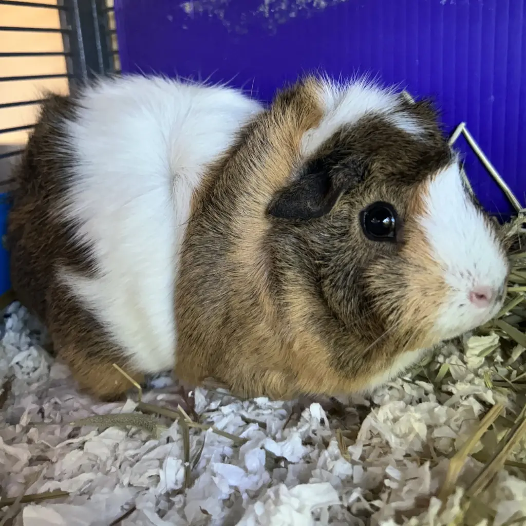 Petunia (F)