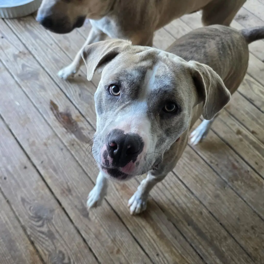 Smokie (Courtesy Listing)