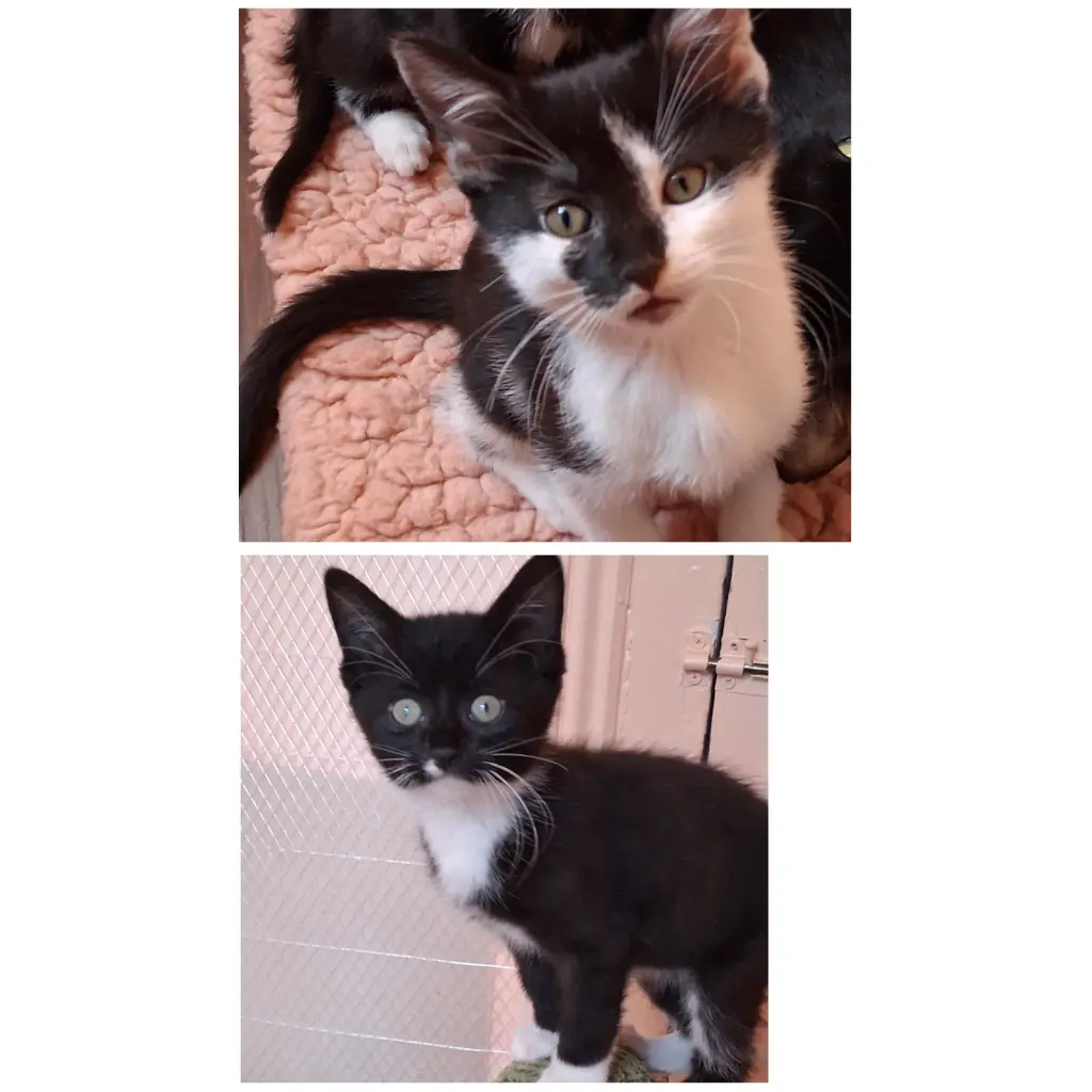Vesper & Vern