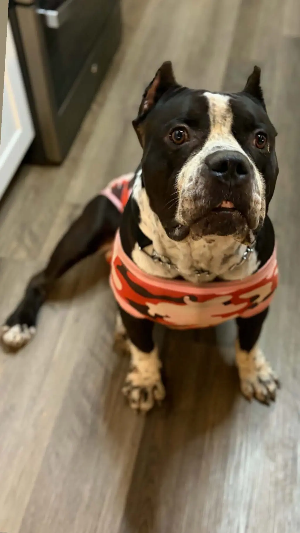 Brutus