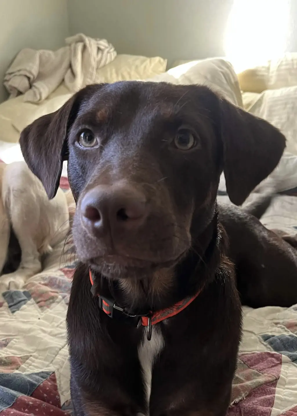 Enzo