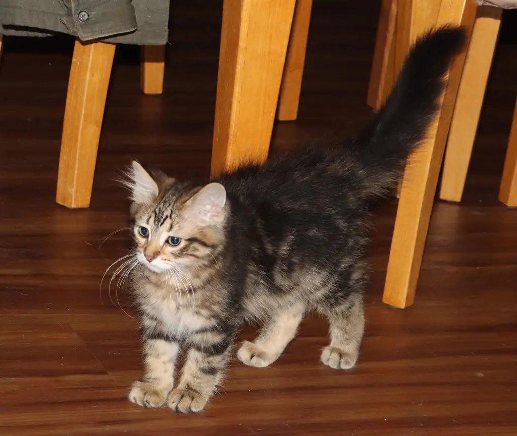 Superfluff