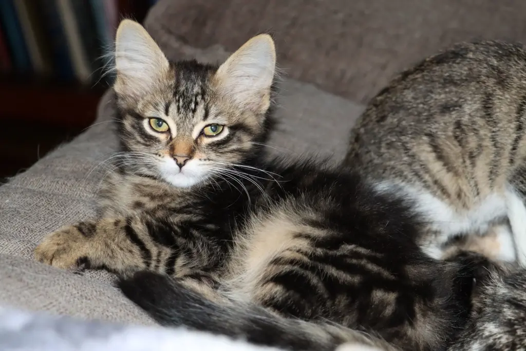 Catrick