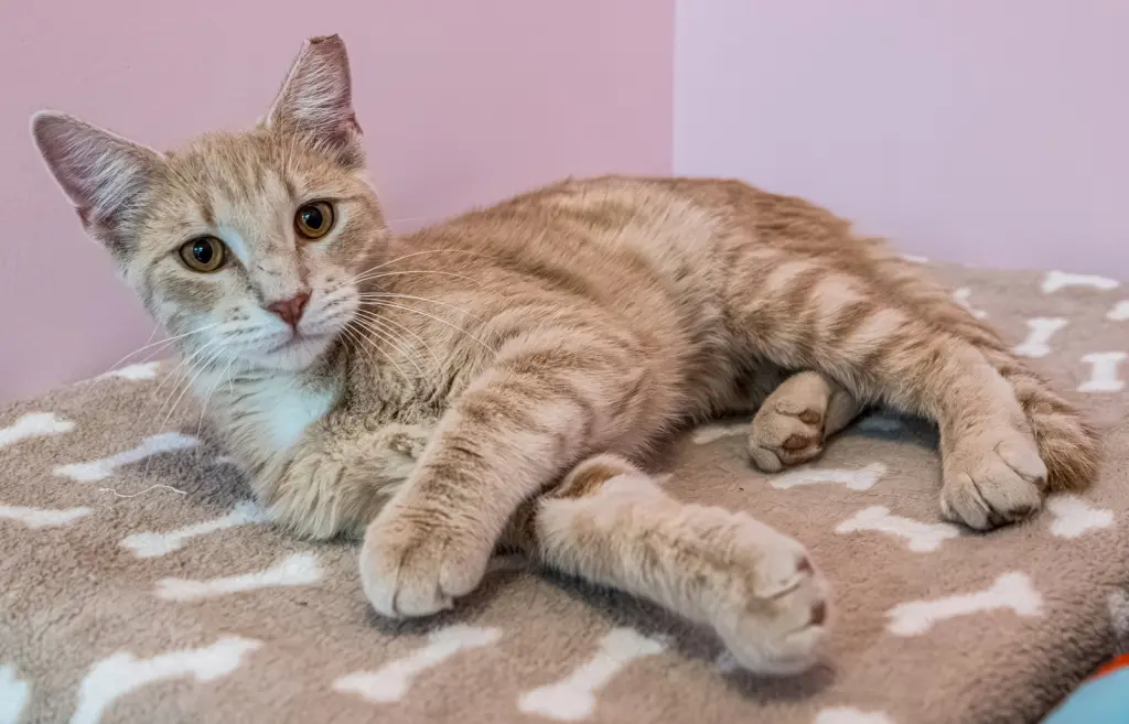 Kirby (bonded to Conan) - KBC