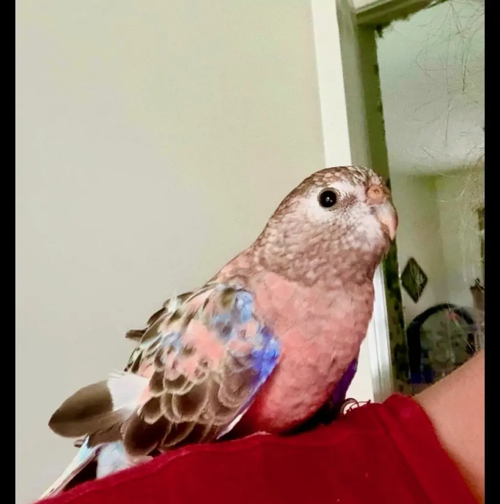 Fiona
