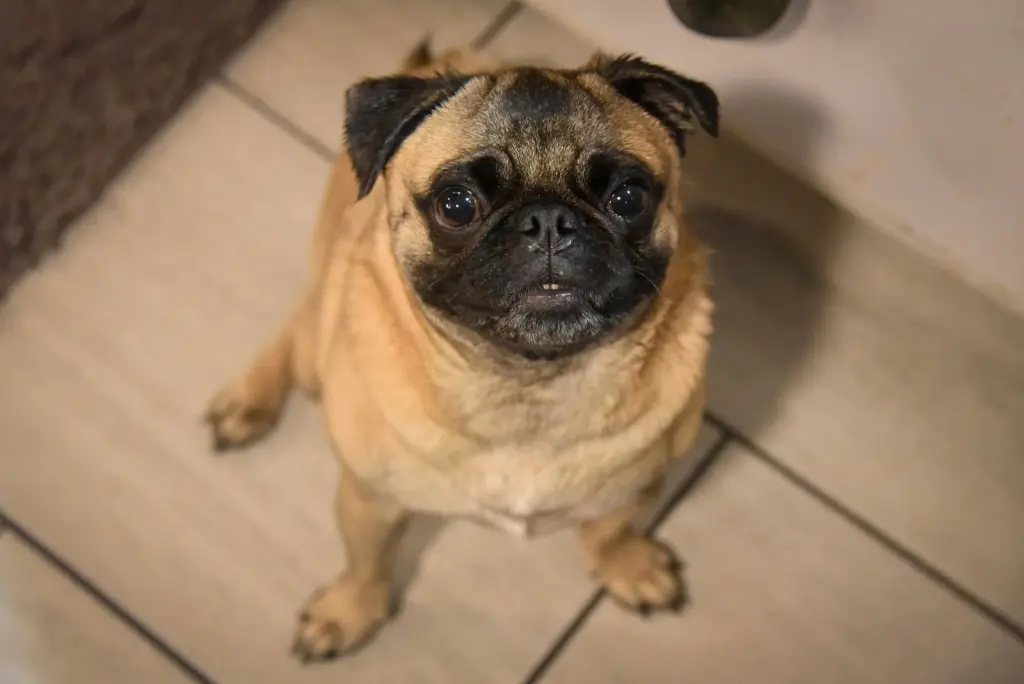 Jack