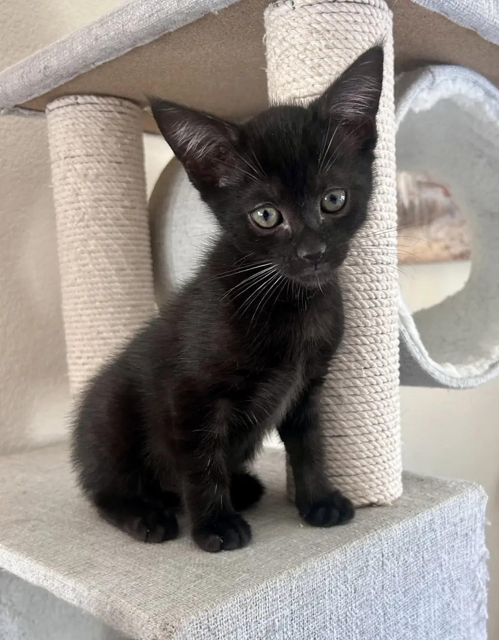 Ebony