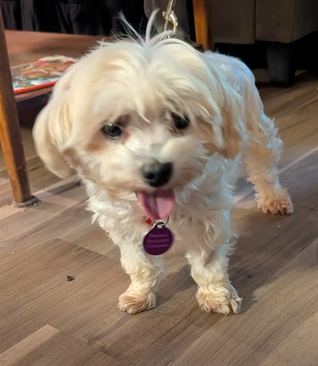 Lulu