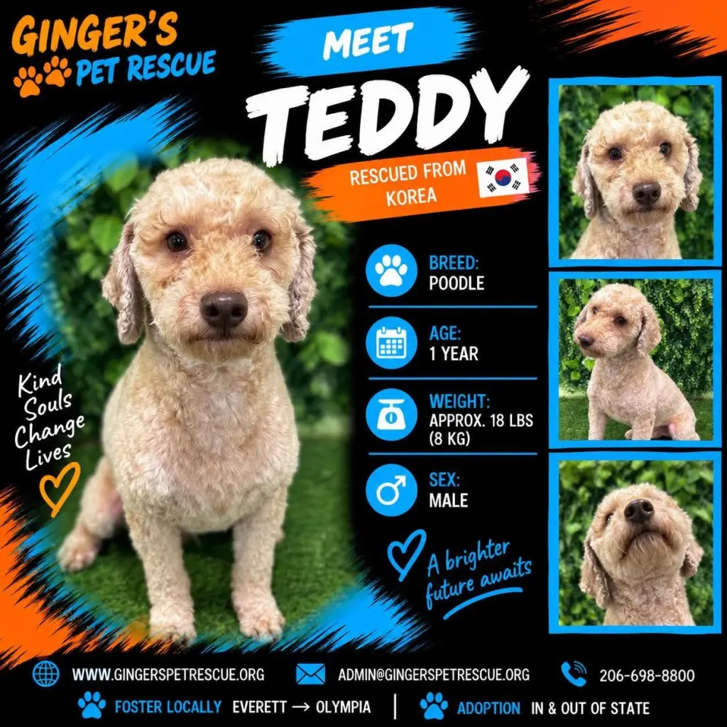 Teddy from Korea