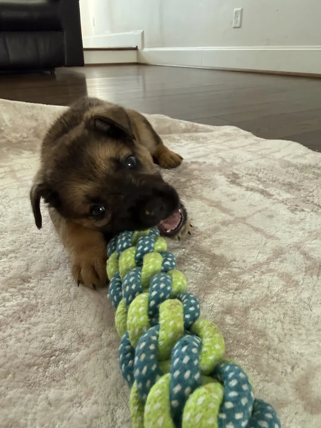 Thunder Pup