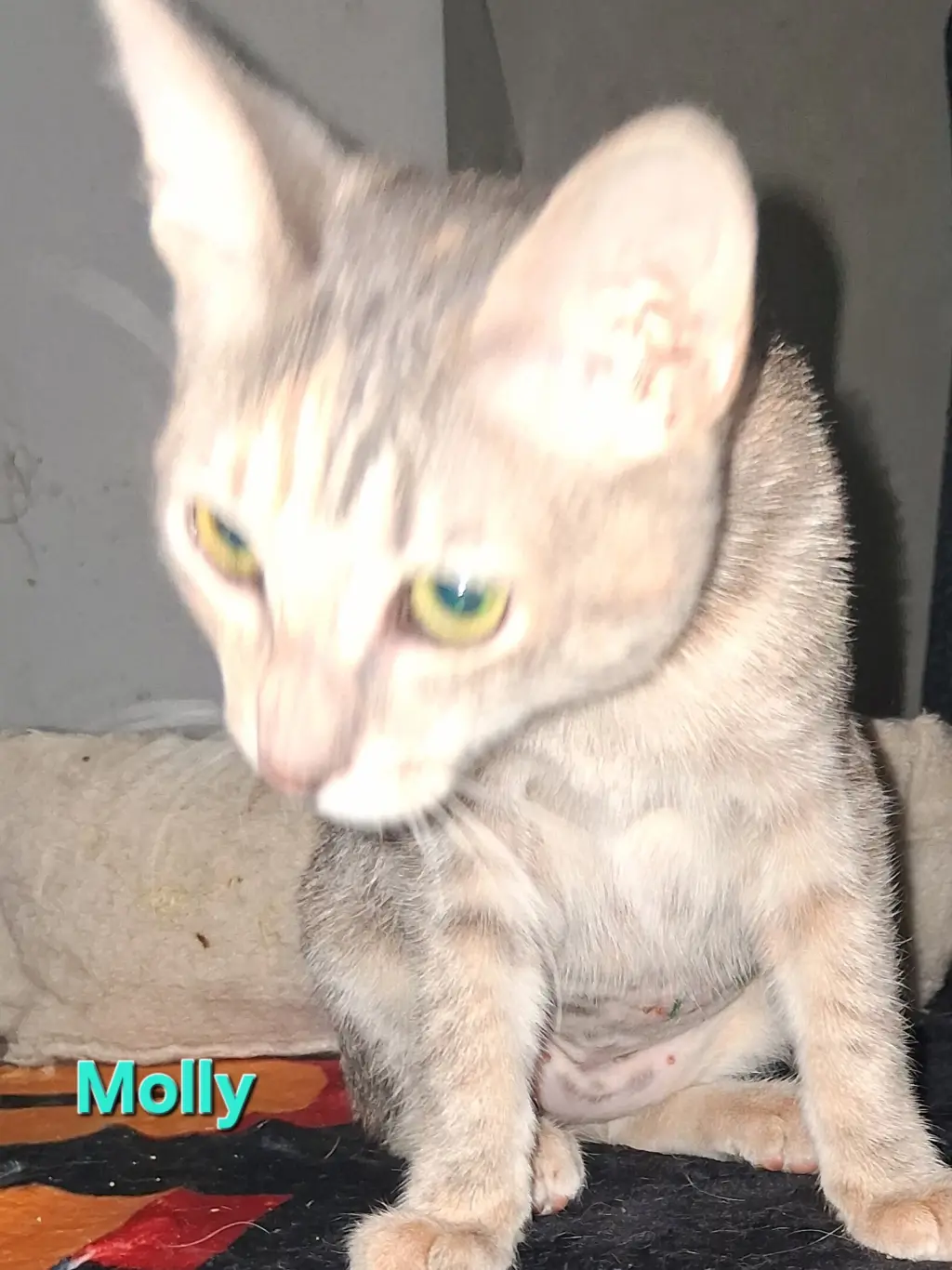 Molly