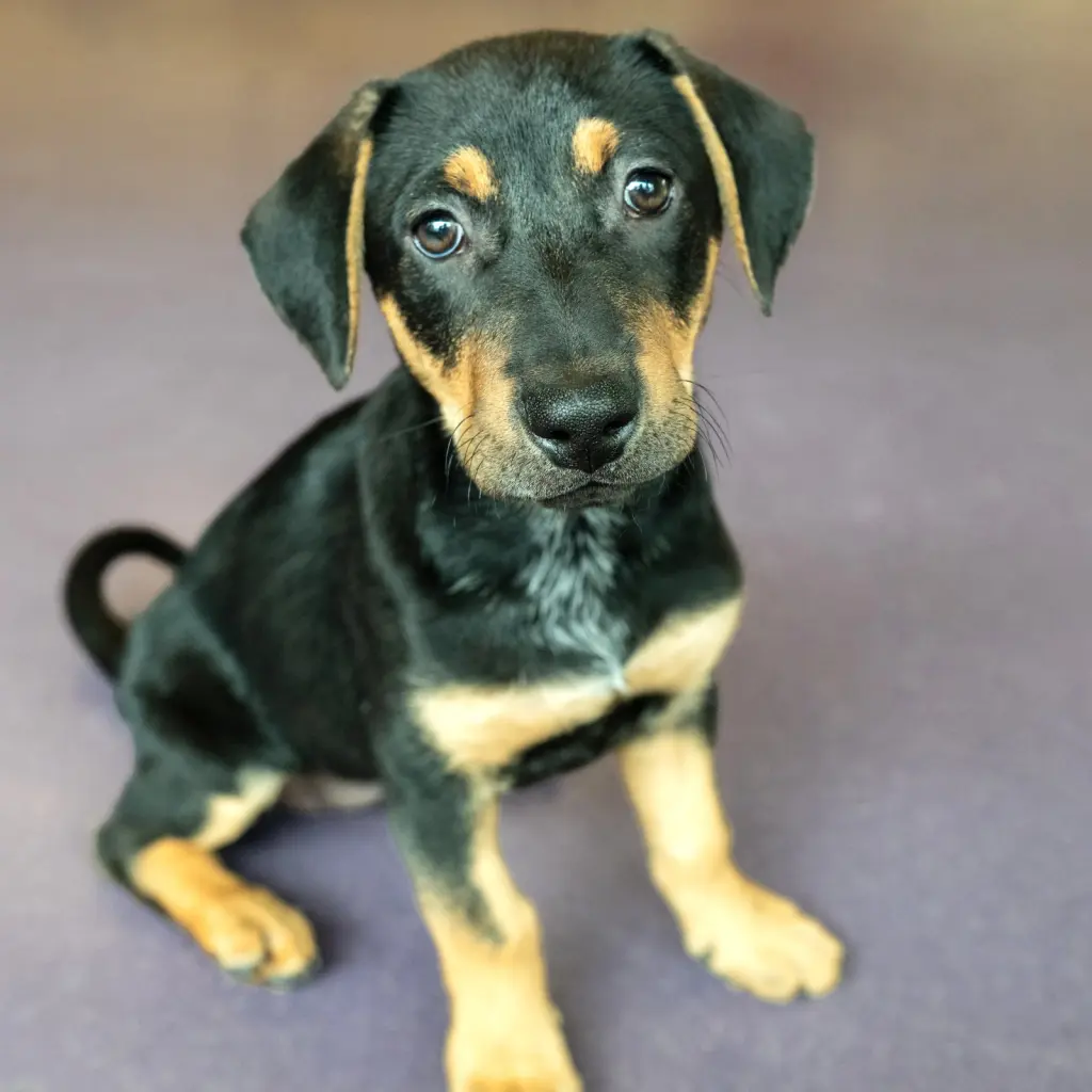 Mustard the Puppy!