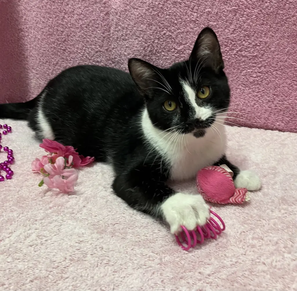 Dickens (bonded to George) - KBC