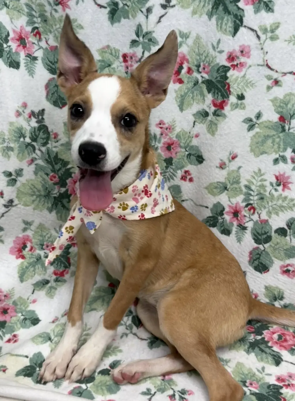 261630 Daisy