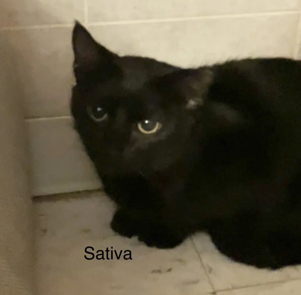 Sativa
