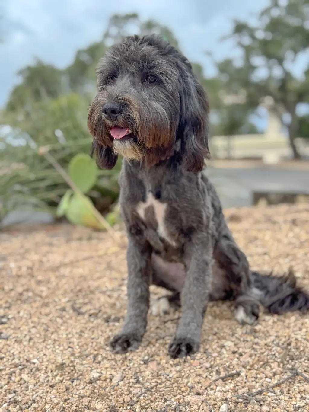 Piper