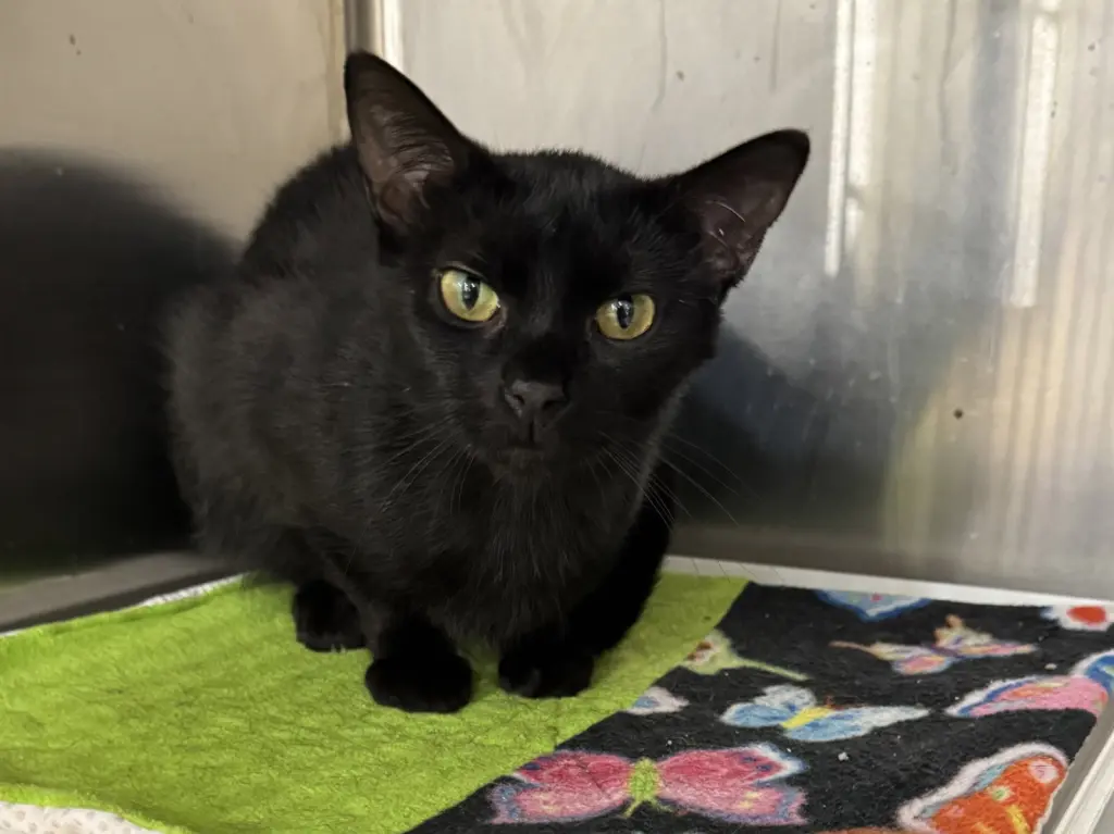 Ajax (Must be adopted w/ Nacho)