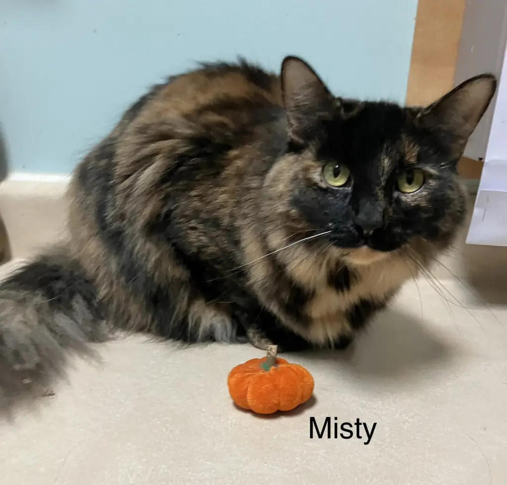 Misty