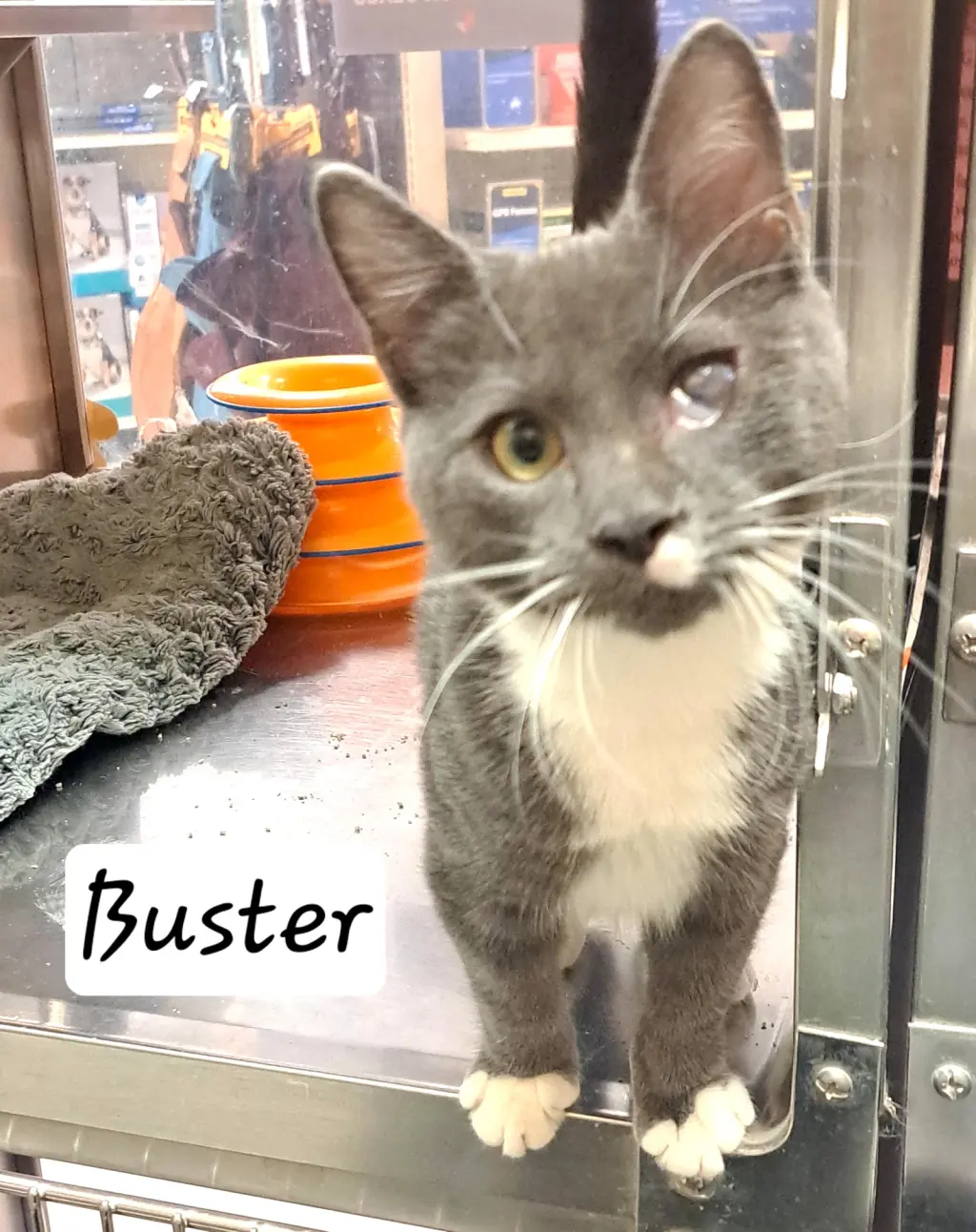 Buster (FCID# 08/18/2026 - 10 Brandywine PS) C
