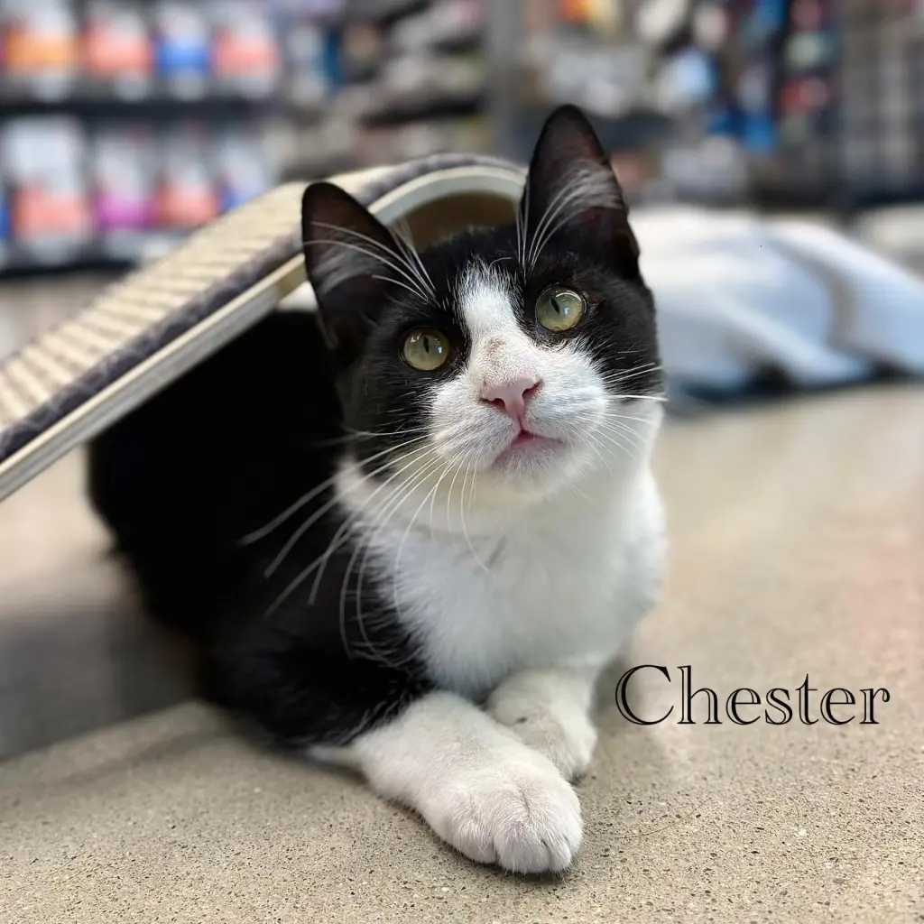 Chester