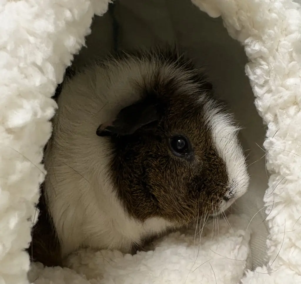Peanut