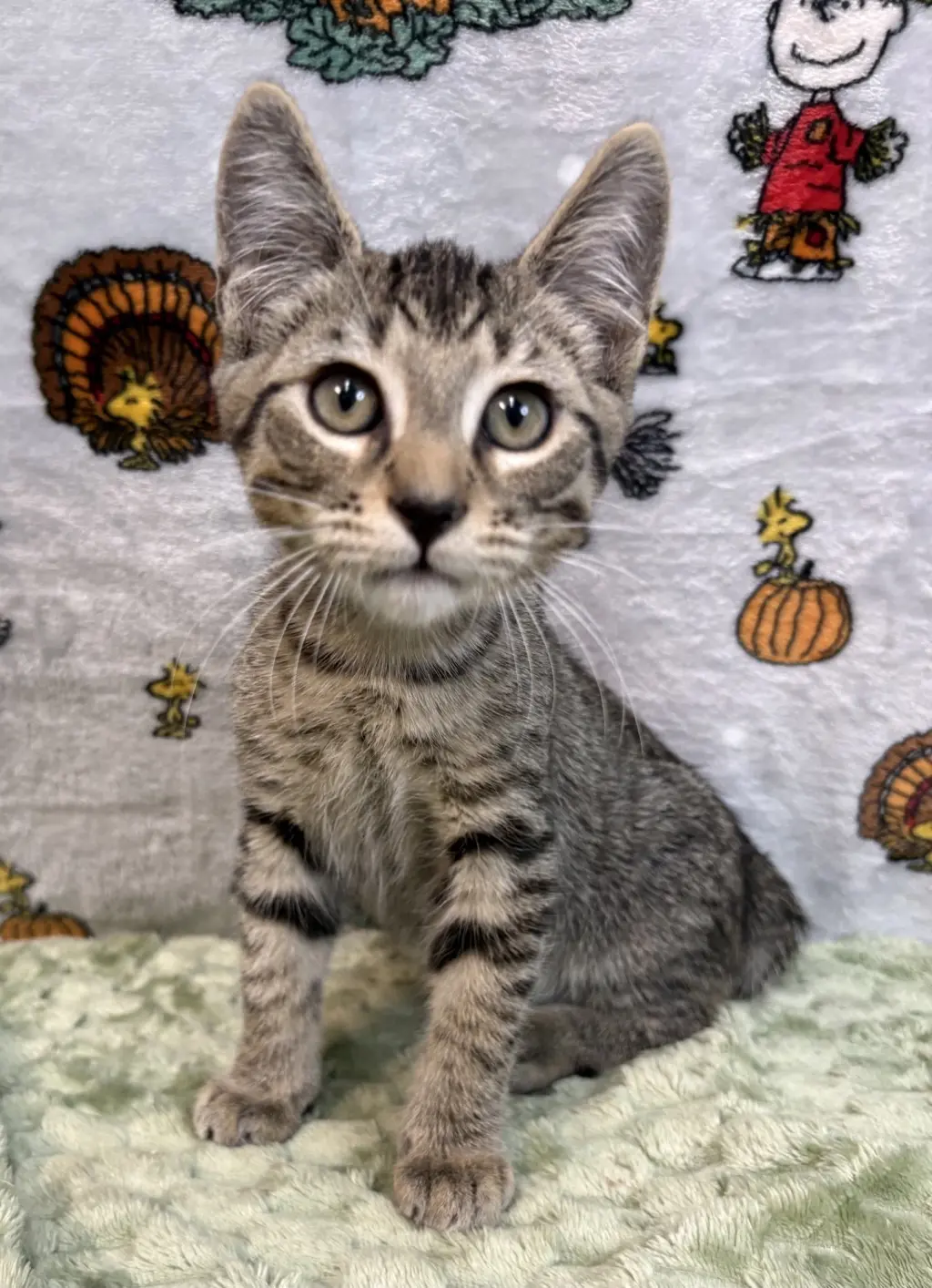261426  Otis