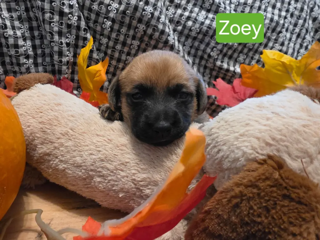 Puppy Zoey