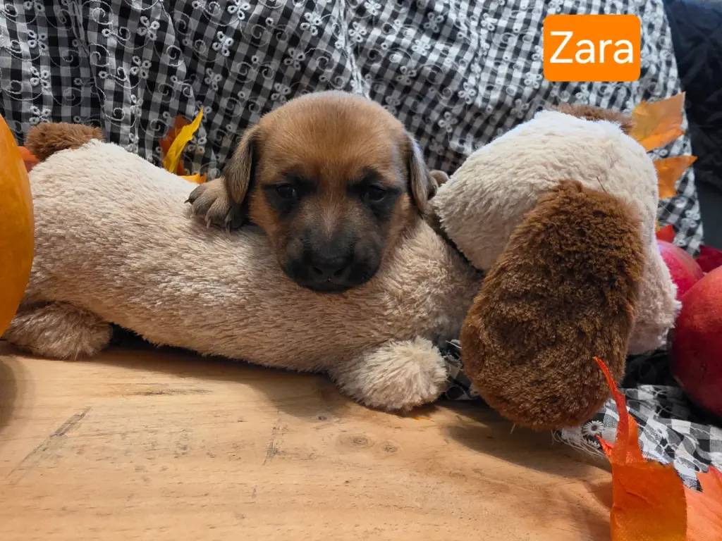 Puppy Zara