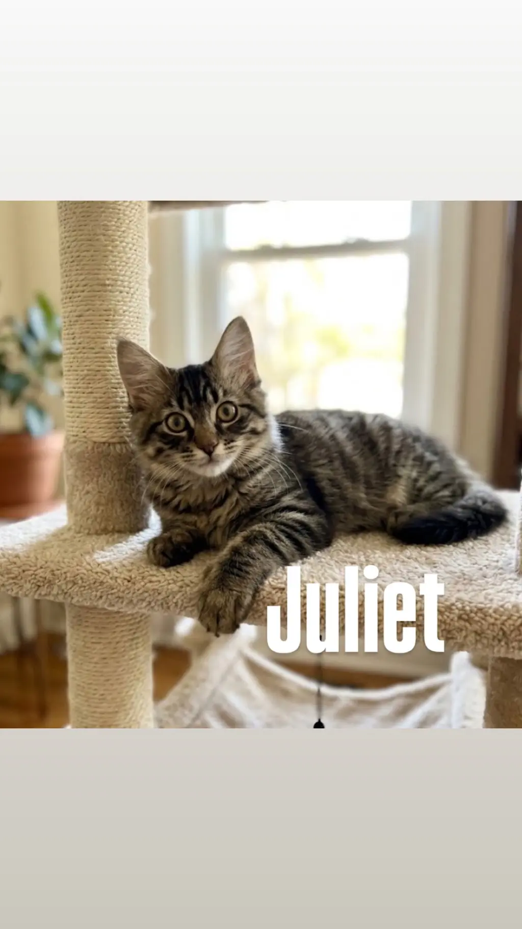 Juliet
