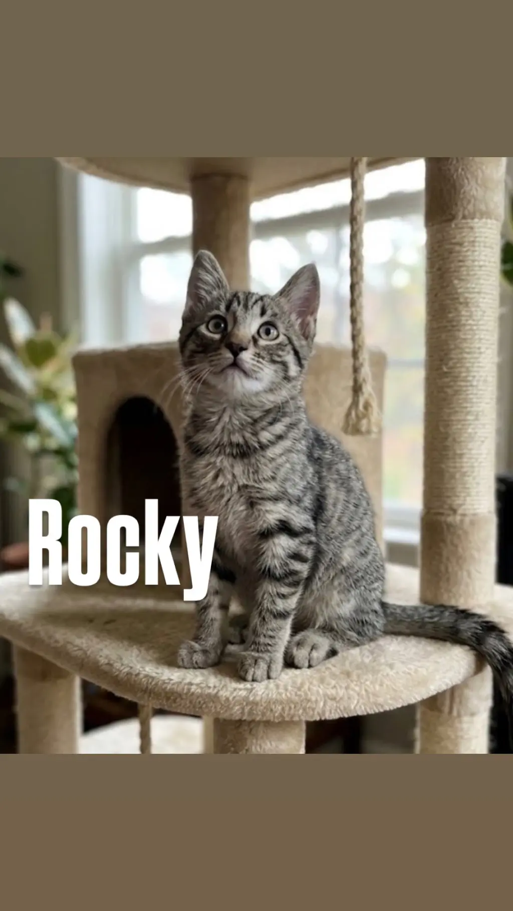 Rocky