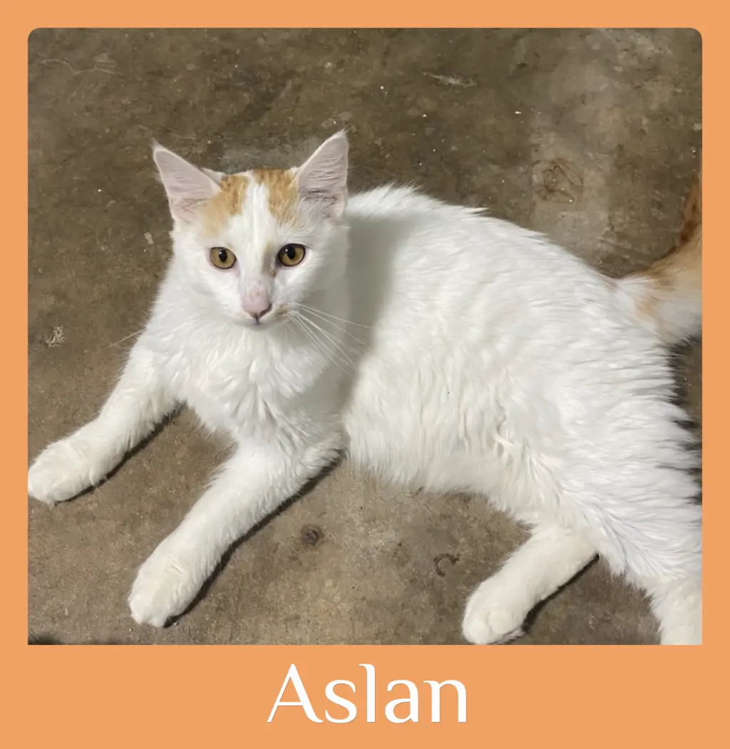 ASLAN
