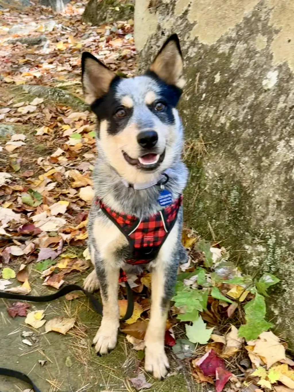 Dingo