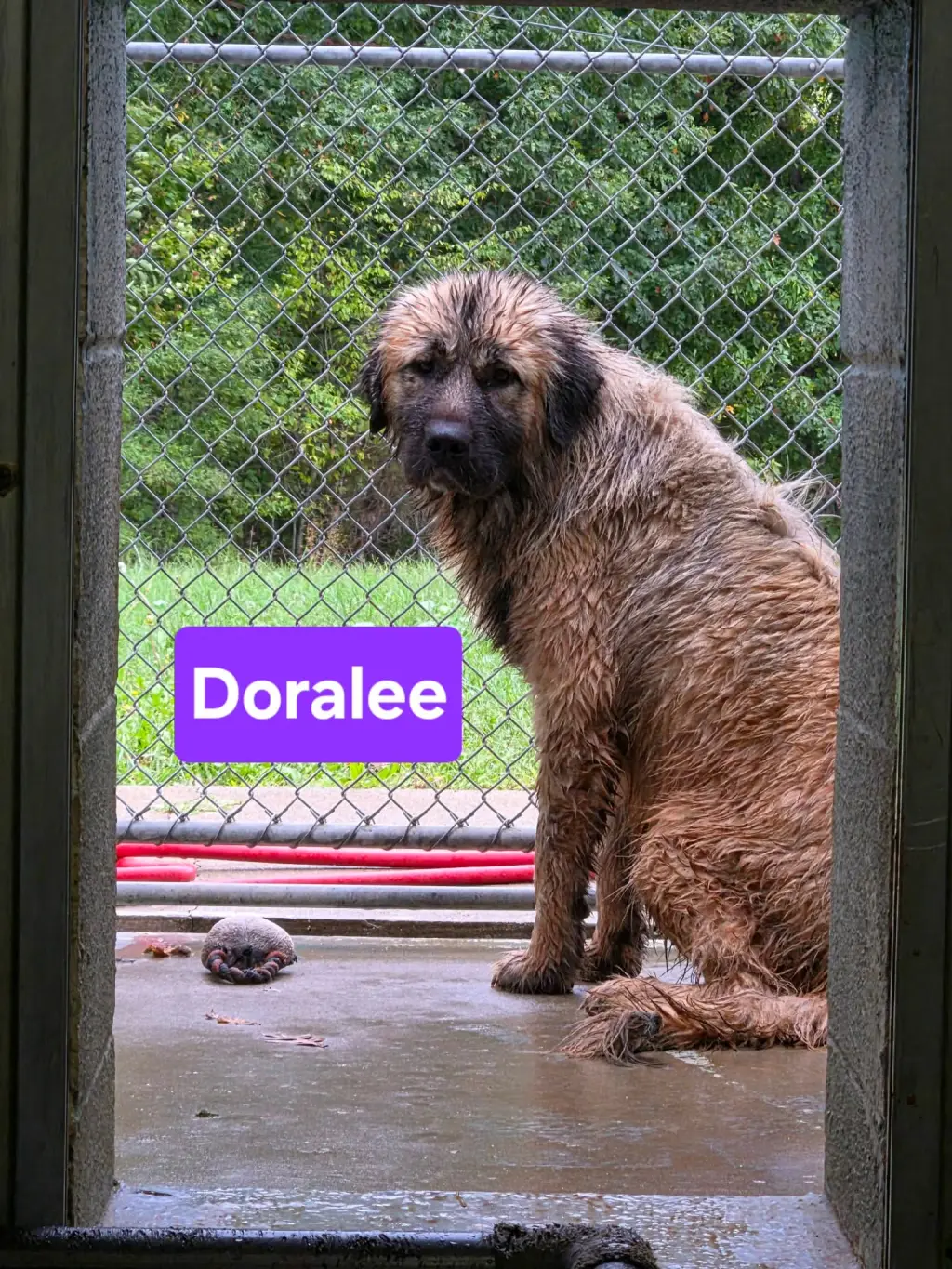 Doralee - At shelter