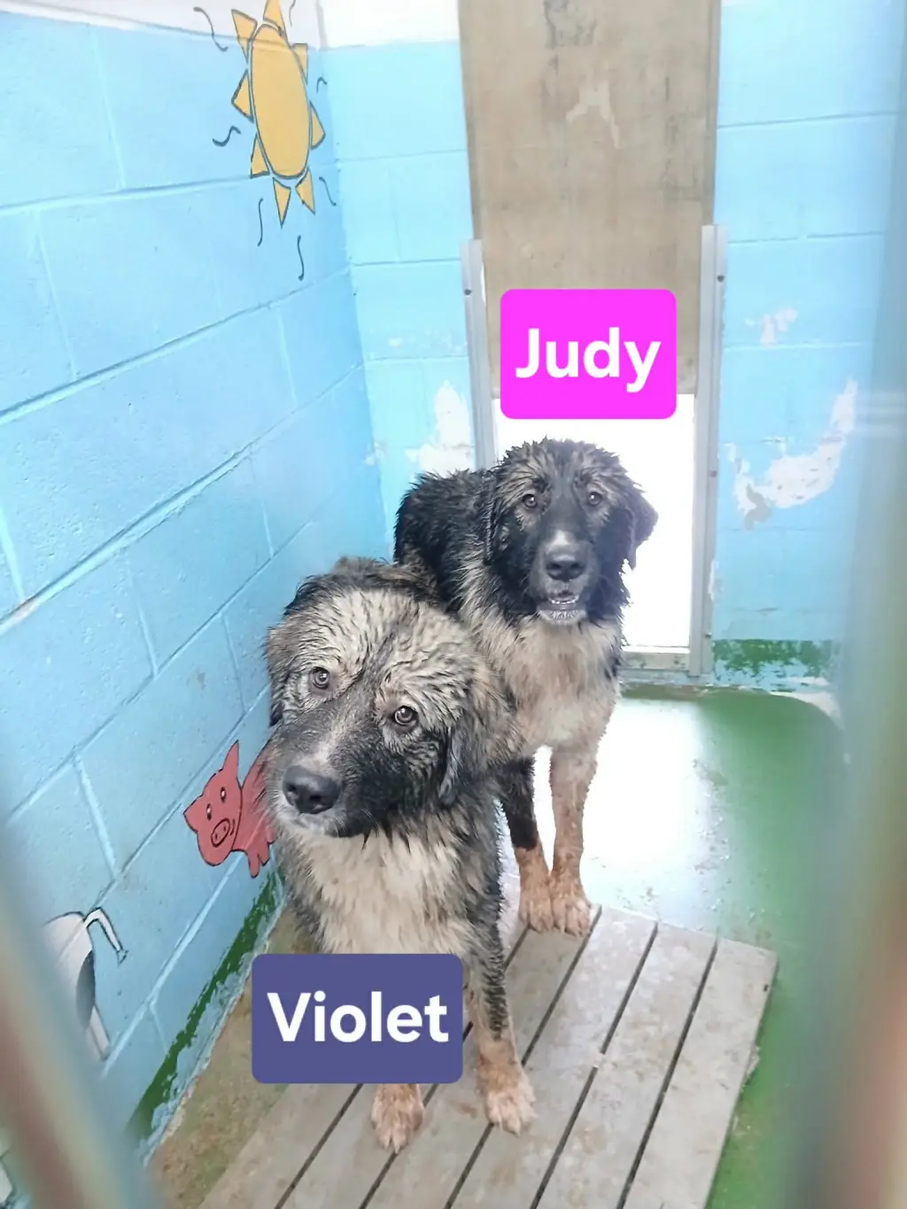 Judy - At shelter