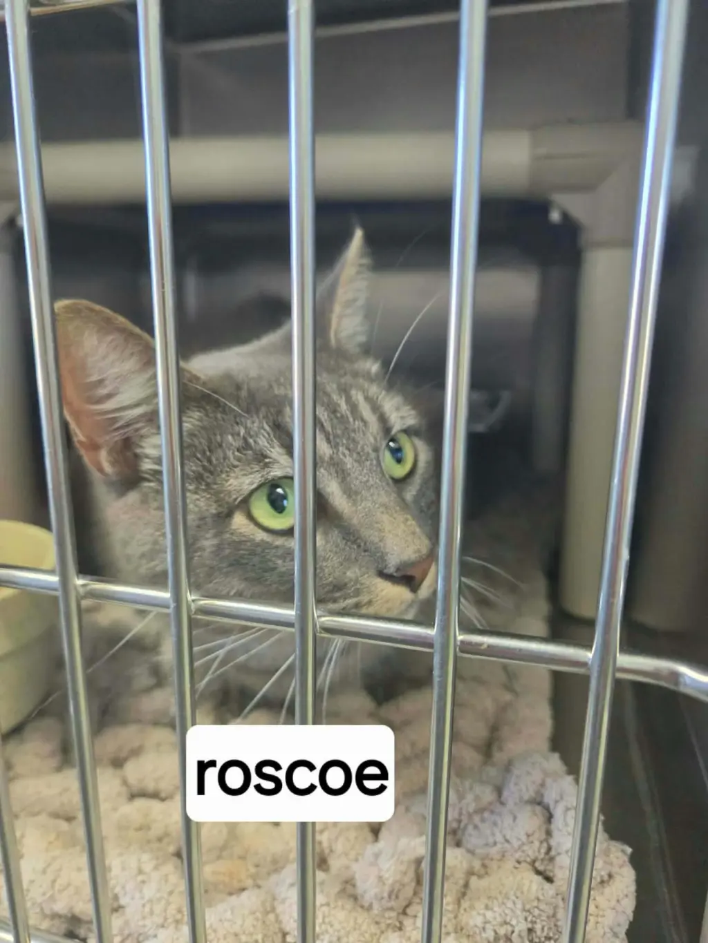 Roscoe - At shelter