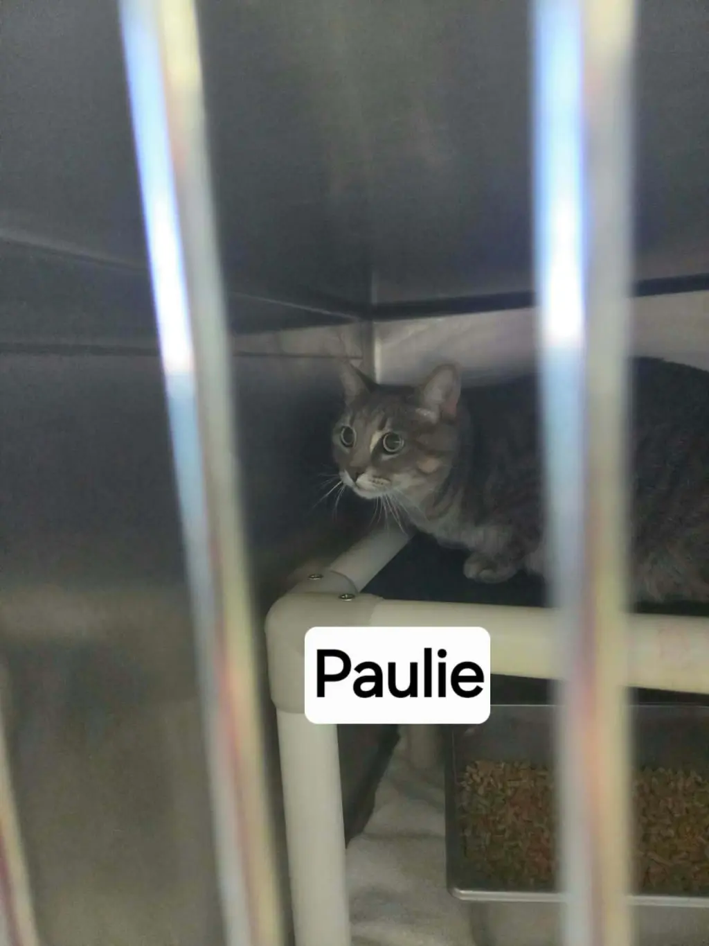 Paulie - At shelter