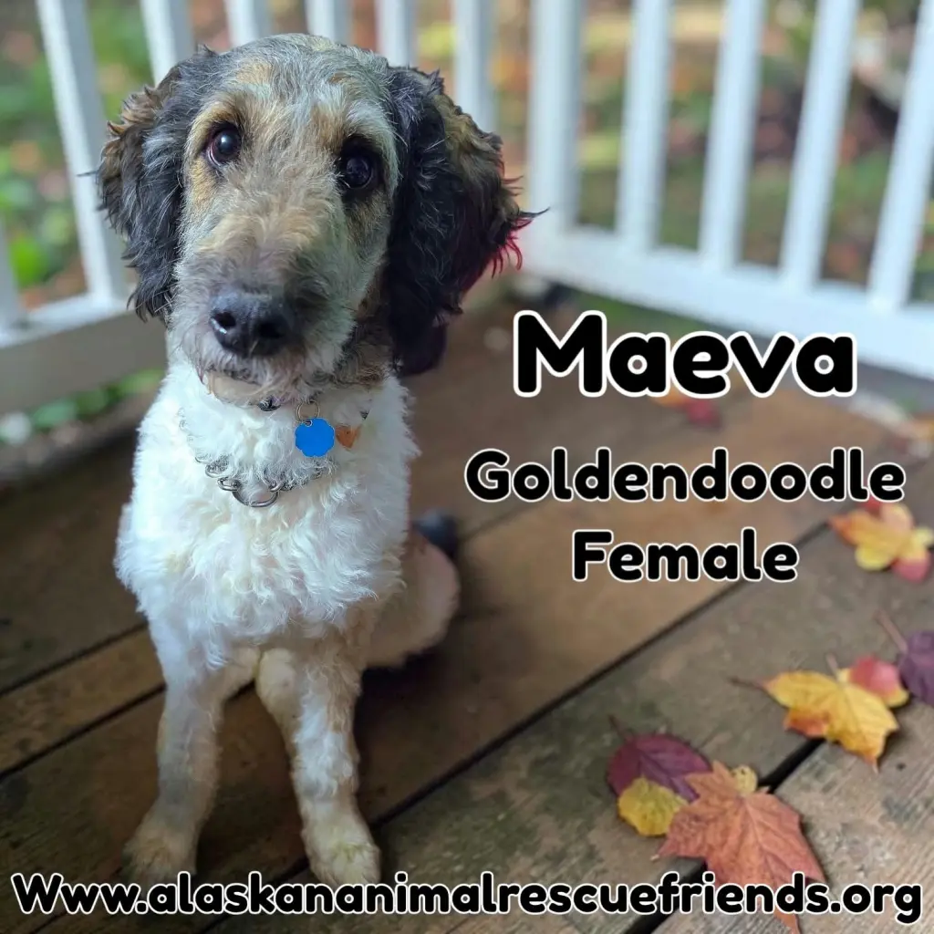 Maeva