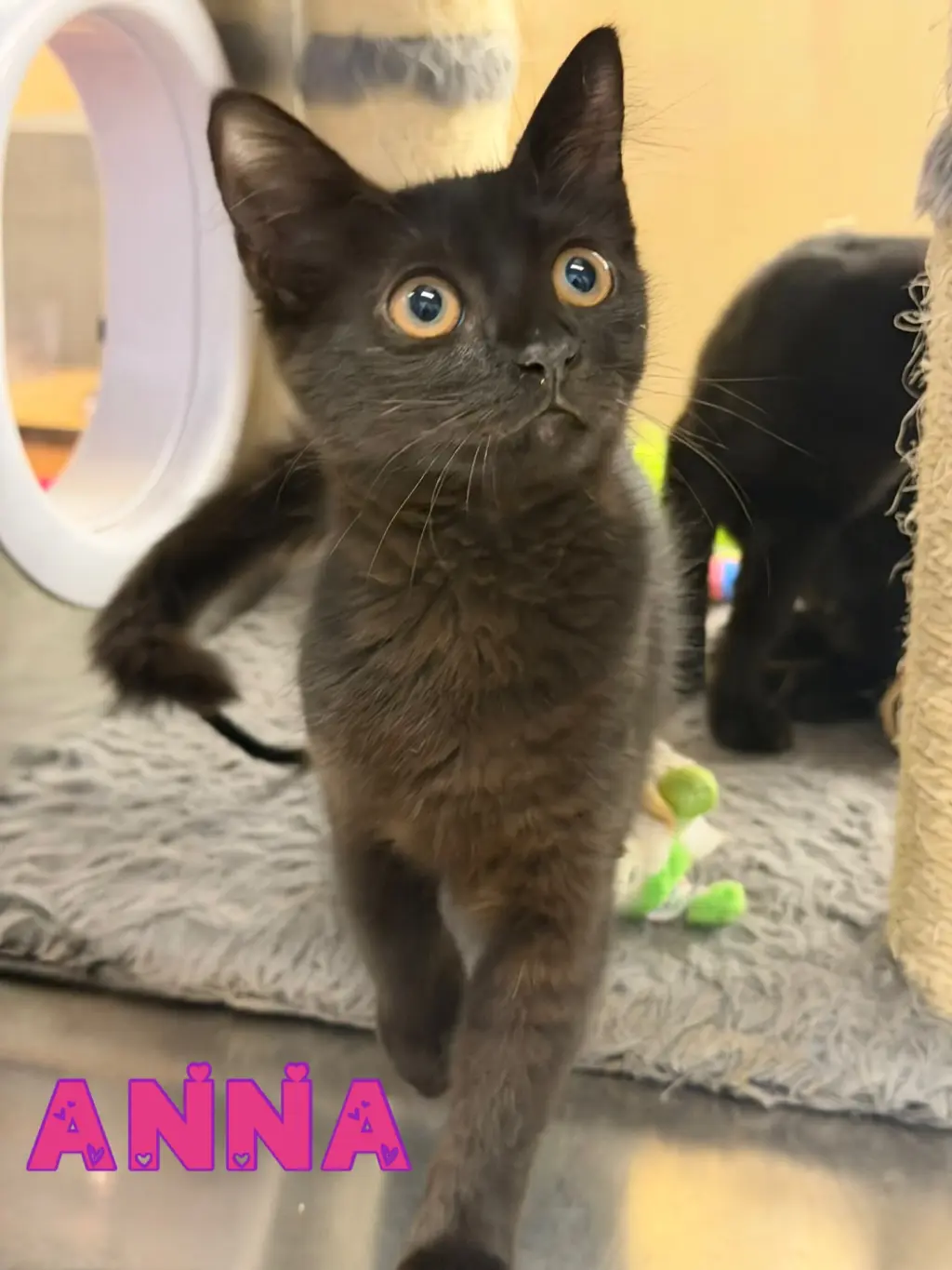 Anna
