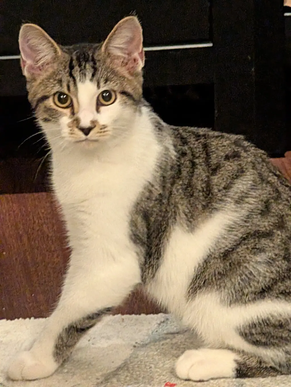 Tommy