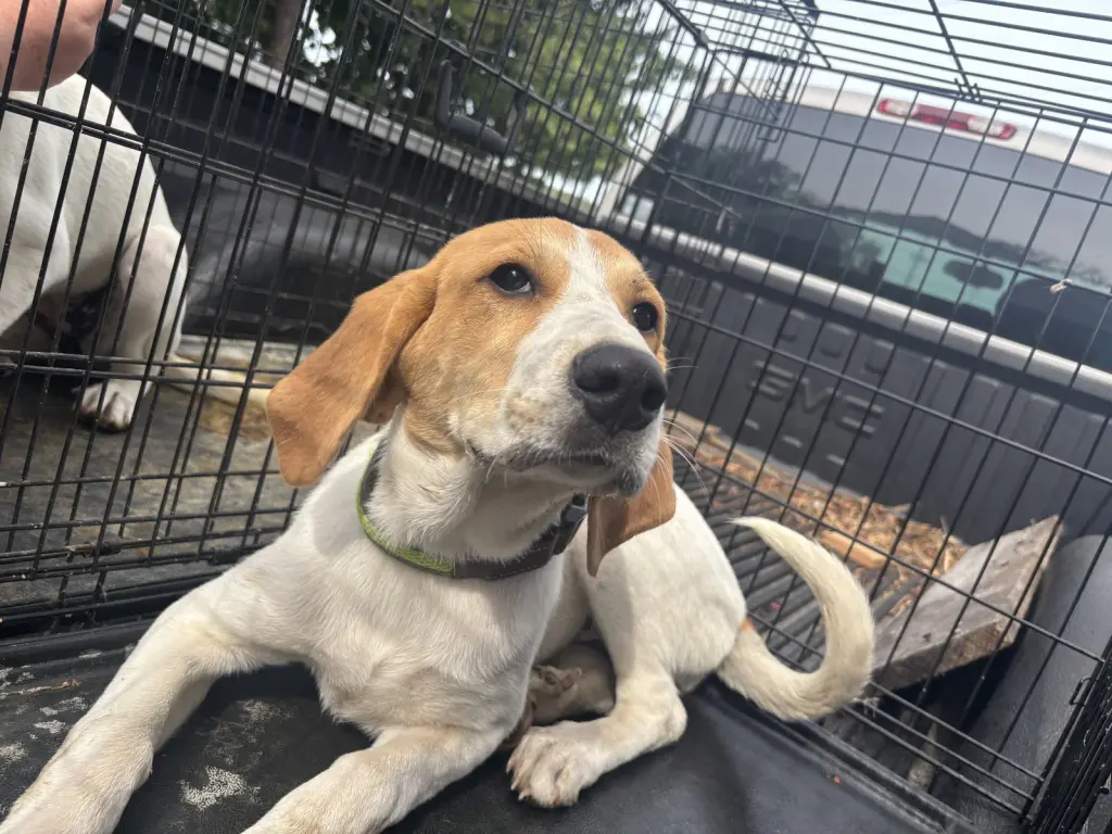 Molly: Not at shelter (Kathy D)