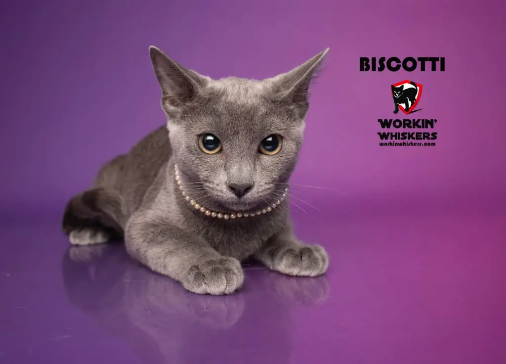 BISCOTTI