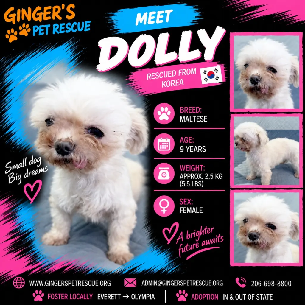 Dolly From Korea