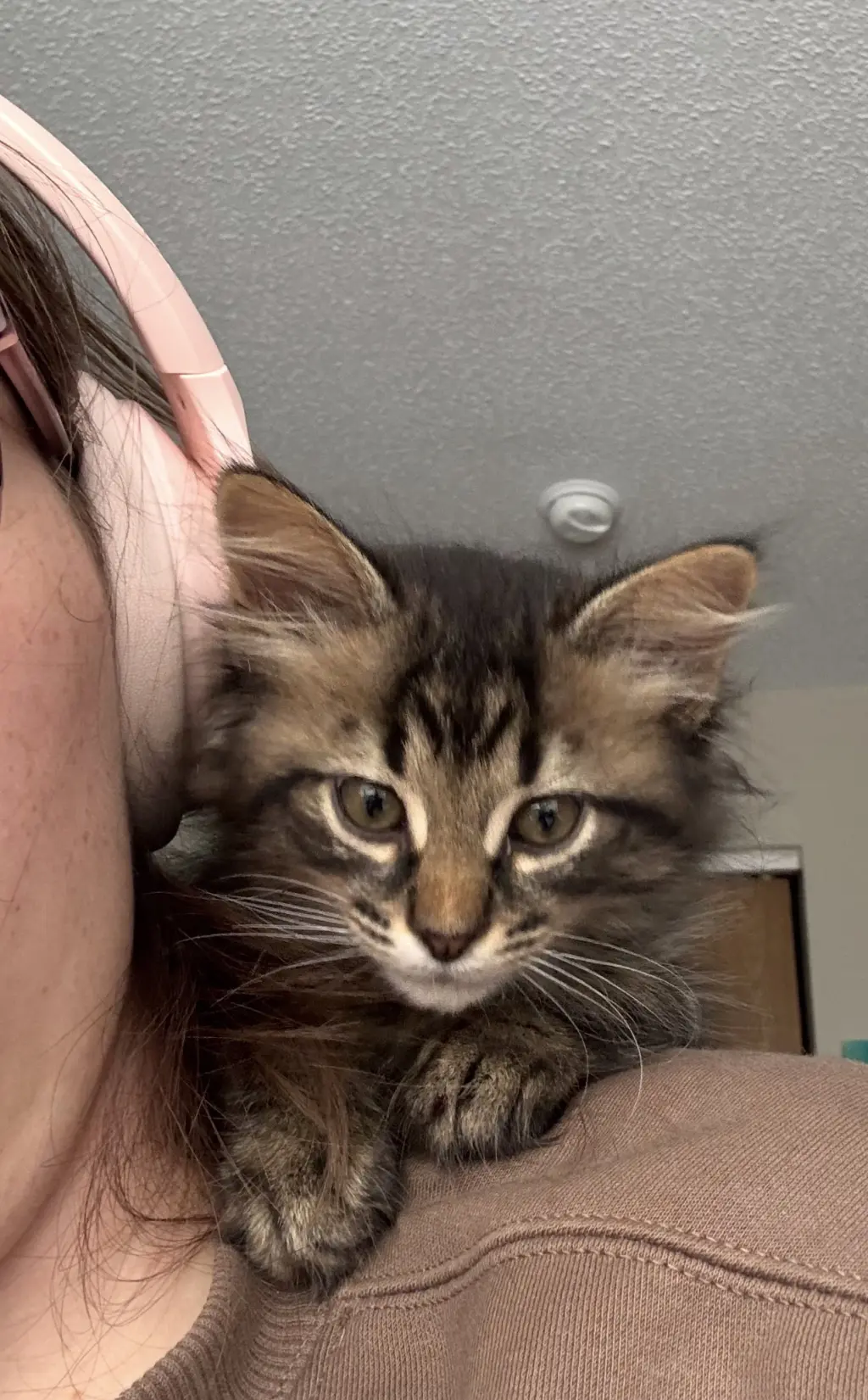 Kitten Toad *FIV+*