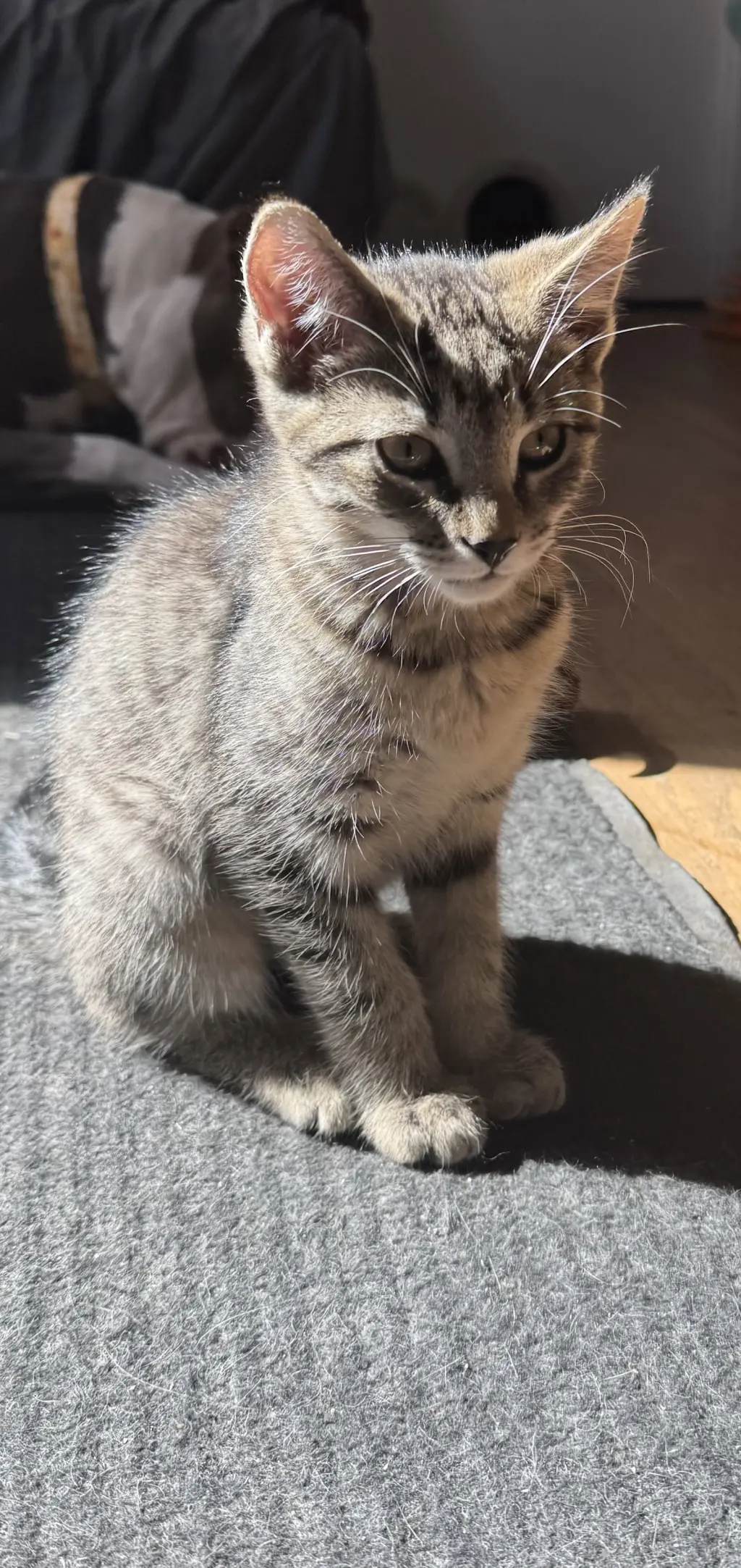 Mocha