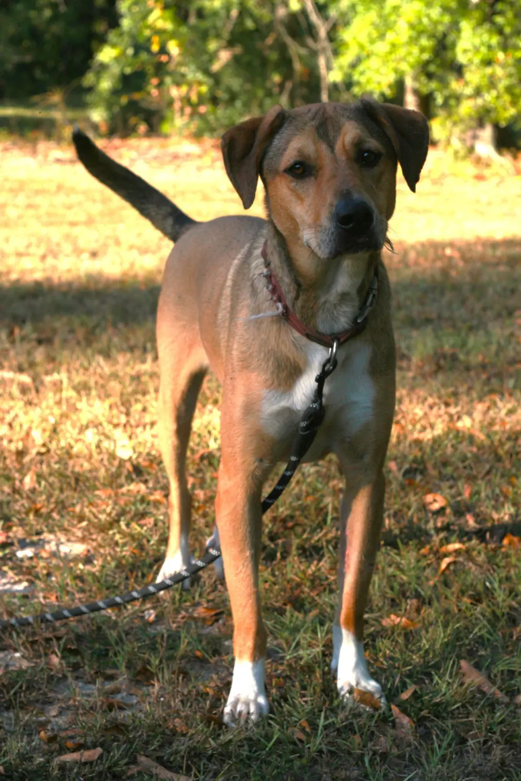 Nora