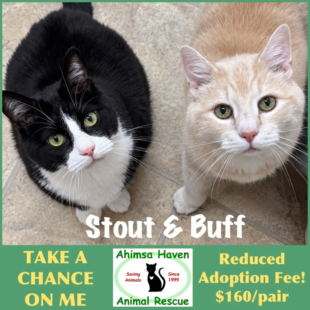 Stout & Buff