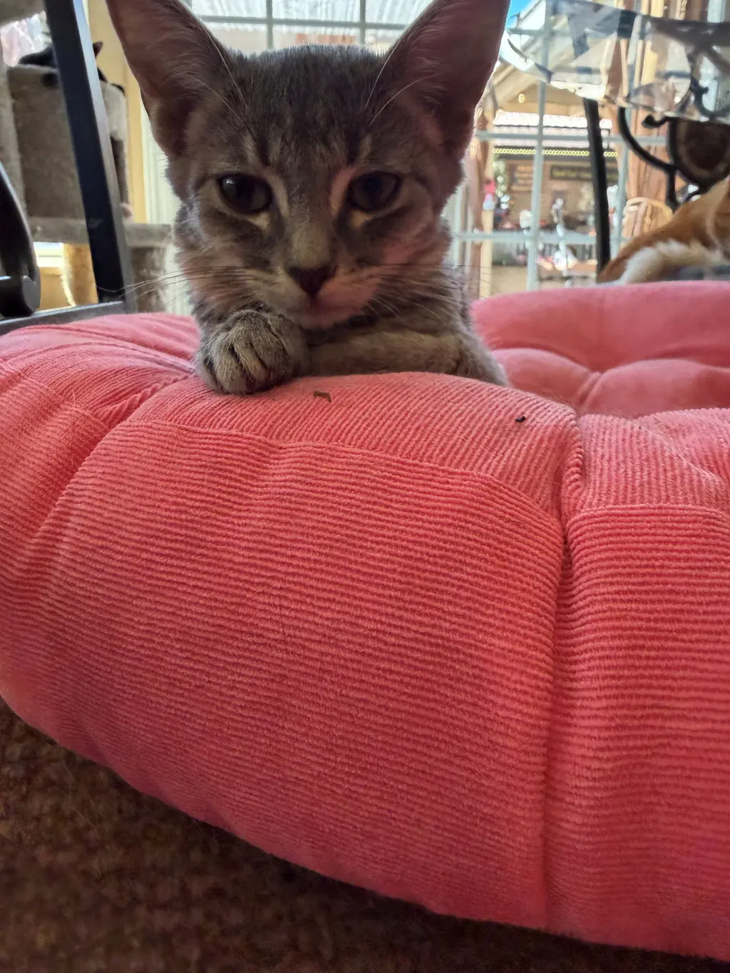 Ollie